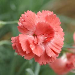 Dianthus Salmon Pink